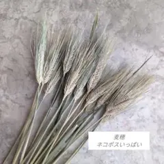 ドライフラワー　麦穂　ネコポスいっぱいのサムネイル