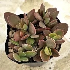 あちゃみ様 リクエスト 3点 まとめ商品