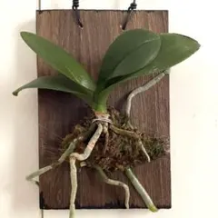 胡蝶蘭 板付 観葉植物のサムネイル
