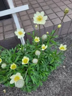 ぽんにゃん プロフ必読お願いします！様専用アネモネパルマータ苗