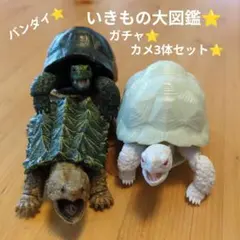 バンダイ⭐️いきもの大図鑑⭐️ガチャ⭐️カメ⭐フィギュア3体セット⭐️