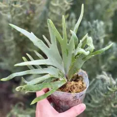 2026年最新】jade girlの人気アイテム - メルカリ