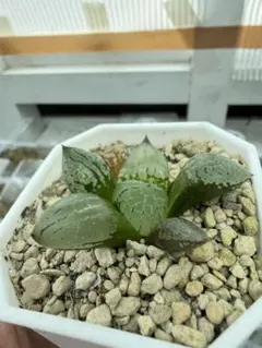 多肉植物 ハオルチア 裏般若x玉玲瓏 実生未繁殖苗 7cm鉢 未来立派苗 多肉植物 ハオルチア 裏般若x玉玲瓏 実生未繁殖苗 7cm鉢 未来立派苗