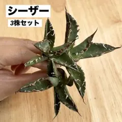 2025年最新】 アガベ シーザー セットの人気アイテム - メルカリ