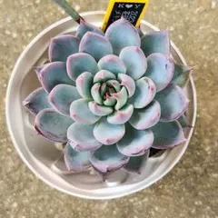 2025年最新】メキシカンジャイアントの人気アイテム - メルカリ