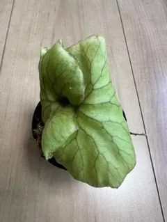 2026年最新】リドレイナローの人気アイテム - メルカリ