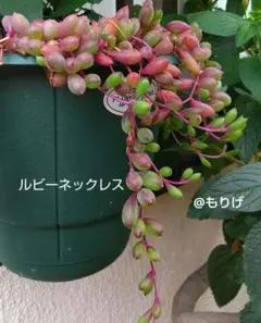 ルビーネックレス 多肉植物 梱包資材込み50g以内発送