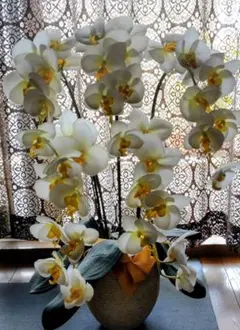 クレイフラワー：樹脂粘土：豪華；胡蝶蘭 :10輪の胡蝶蘭 - メルカリ