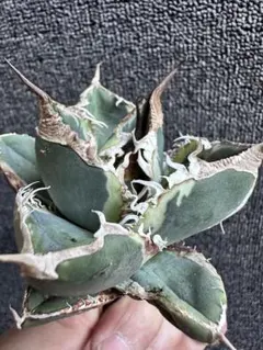 アガベSAD錦【希少種】 アガベSAD錦【希少種】 ☆特価☆SAD錦☆ ④アガベ チタノタ SAD錦