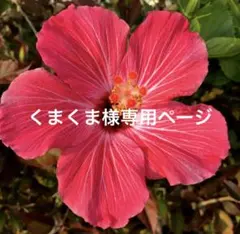 くまくま様専用ページ