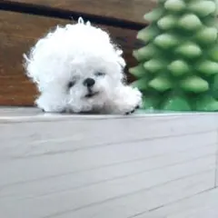 モールアート ビションフリーゼ　気持ちよさそうに寝てる