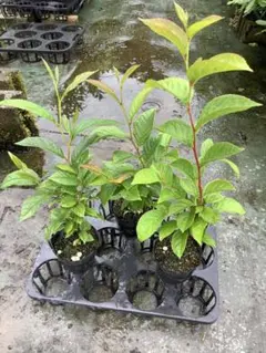 超レアーで貴重なシンニンギア スタペリオイデス 6cm(2号)ポット苗
