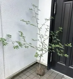 クロモジ（根巻き苗）黒文字　クロモジ苗木のサムネイル
