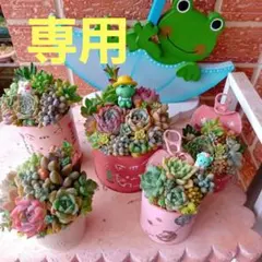 ❤️専用❤️多肉植物❤️そのまま飾れる寄せ植え❤️