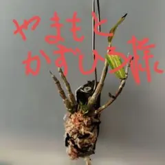 セッコク（品種名•金山金剛）　長生蘭　古典園芸植物　ヘゴ付け　７条 セッコク（品種名•金山金剛） 着生蘭 長生蘭 古典園芸植物 ヘゴ付け