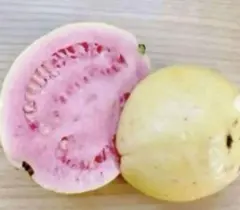 台湾のグァバ 取り苗　大木(Queen グァバ 　)花つき　大木 台湾のグァバ 取り苗 大木(Queen グァバ )花つき 大木 - メルカリ