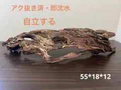 HX-290 流木 ホーンウッド マシンガンウッド アクアリウム ブランチ