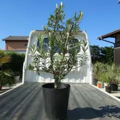 オリーブの木　シプレシーノ　約160cm　NO.1942　大型　現品掲載　古木 オリーブの木 シプレシーノ 約160cm NO.1942 大型 現品掲載 古木 NEW