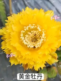 夢牡丹 超希少 新品種花サボテン エキノプシス属 花10−12cm カキコ