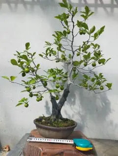 2025年最新】老爺柿盆栽の人気アイテム - メルカリ