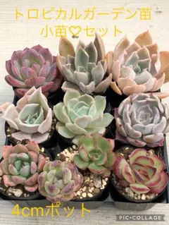 多肉永遠苗♡小苗セット - メルカリ