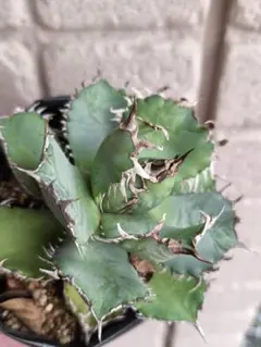 Masa様 リクエスト 4点 まとめ商品