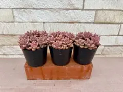 kaoco様 リクエスト 4点 まとめ商品