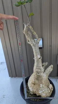 コレクション株 フォッケア ムルチフローラ発根定着済※抜き苗3千円OFF フォッケア ムルチフローラ Fockea multiflora 20230904 | SPG