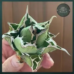 イラン株【REZA産】特選　アガベ　大サイズ　④NOVA イラン株【REZA産】特選 アガベ 大サイズ ④NOVA