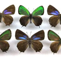 2026年最新】蝶の人気アイテム - メルカリ