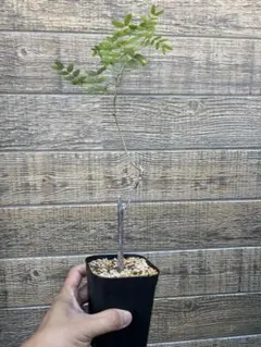 バオバブ　斑入り　No.001　鉢、送料込　メルカリ便 バオバブ 斑入り No.001 鉢、送料込 メルカリ便