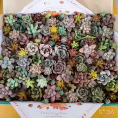え*ん様 多肉植物　寄せ植えセット♡