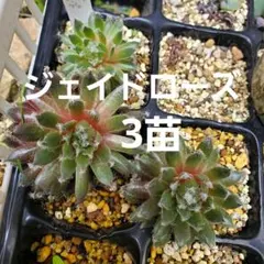2026年最新】センペル ビウム セットの人気アイテム - メルカリ