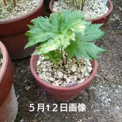 山野草　斑入り　シラネアオイ　5号鉢B 山野草 斑入り シラネアオイ 5号鉢B - メルカリ