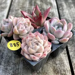 SALE❗️885多肉植物　エケベリア　抜き苗　寄せ植え　人気4種セット❣️