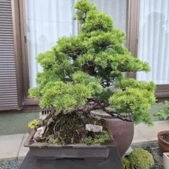 赤松『樹高約200㎝〜』引き取り限定。配達別料金、植込み無料❗️最終