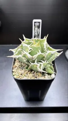 2026年最新】大白鯊 アガベの人気アイテム - メルカリ