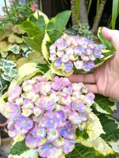 紫陽花　ショータイムのサムネイル