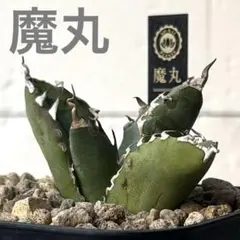 2026年最新】アガベ 魔丸の人気アイテム - メルカリ