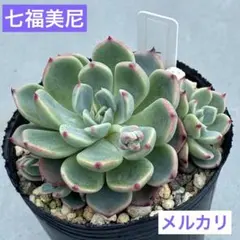 2026年最新】七福美尼の人気アイテム - メルカリ