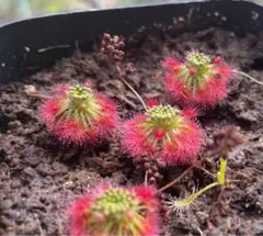 まつもと様 リクエスト 5点 まとめ商品