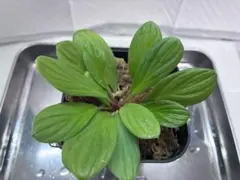 ホマロメナ ペタ×ペタ　正規タグ付き Yahoo!オークション - 「ホマロメナ homalomena」観葉植物の落札相場