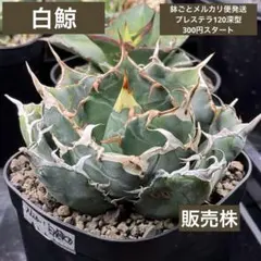 2025年最新】白鯨 ボールの人気アイテム - メルカリ