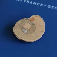 2026年最新】アンモナイト化石の人気アイテム - メルカリ