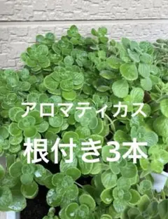 アロマティカス⭐️根付き3本＋おまけ1本❣️②