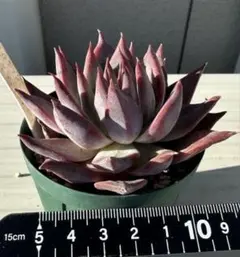 オーズプランツさん苗コロラータアテマハック×シンフォロサナム他3点セット 2025年最新】コロラータアテマハックの人気アイテム - メルカリ