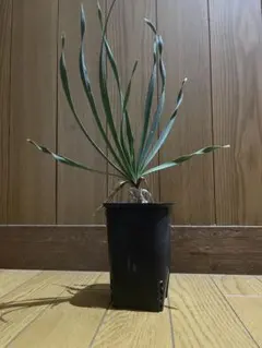 2025年最新】アンボンゲンセの人気アイテム - メルカリ