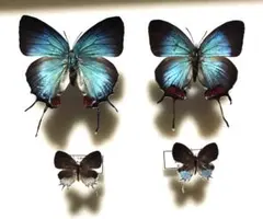 コエポン　標本　展翅済みハヤシミドリシジミ 楽天市場】昆虫標本 蝶の標本 キリシマミドリシジミ 2頭