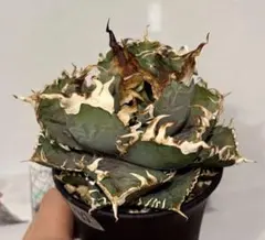 2025年最新】アガベ チタノタ セットの人気アイテム - メルカリ