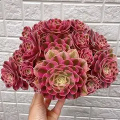 多肉植物 アエオニウム 孔雀の羽 抜き苗 - メルカリ
